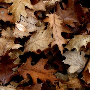 Oak Leaves Print, Autumn Brown 8" X 10", Fallen Leaves, Fine Art Photography