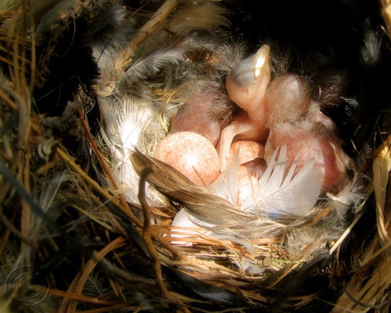 cute baby birds in nest