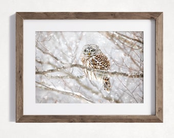 Barred Owl Photography Print, Bird Home Decor Art Print, Wall Art, Rustic Nature Print, Bird Lover Art, Winter Owl Decor