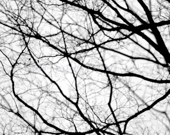 Tree Print,  Large Wall Art, Tree Branches, Tranquil,  Home and Office Decor, Tree Photo, Black and White Decor, Tree Picture