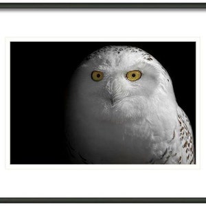 May include: A snowy owl with bright yellow eyes stares directly at the camera. The owl's white feathers are soft and fluffy, and its black and white markings are visible on its wings.