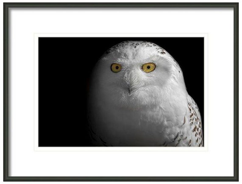 May include: A snowy owl with bright yellow eyes stares directly at the camera. The owl's white feathers are soft and fluffy, and its black and white markings are visible on its wings.