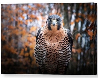 Bird Canvas Gallery Wrap, Peregrine Falcon, Unique Home and Office Decor, Large Canvas Wall Art, Autumn, Bird Lover, Bird of Prey, R