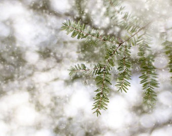 Winter Tree Photograph, Snowy Tree Branch, Hemlock Tree, Snow, Green and White Wall Art, Nature Photography, Dreamy Woodland Picture