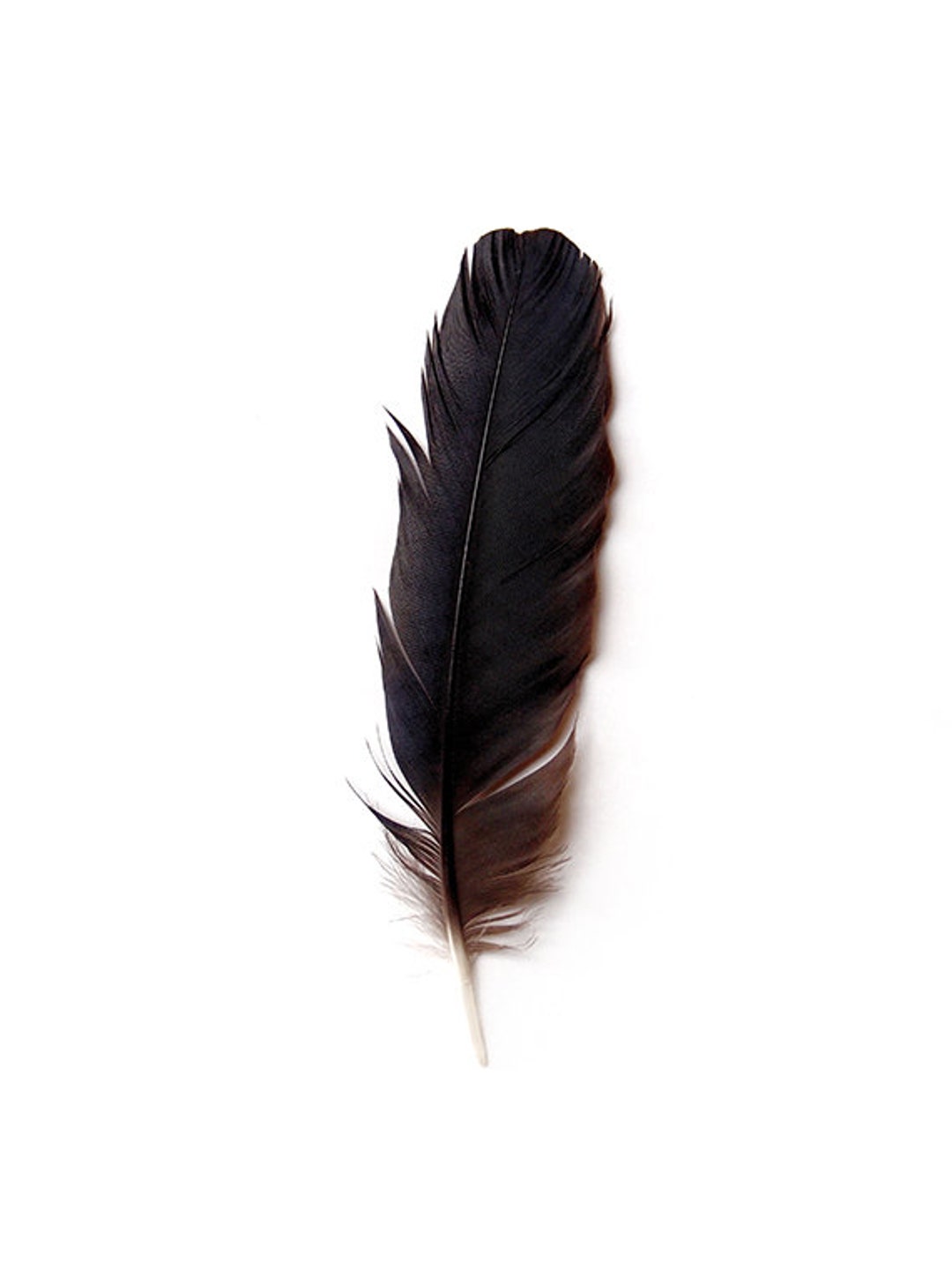 3+ Thousand Crow Feather Detail Royalty-Free Images, Stock Photos