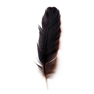 Crow Feather,  Feather Print, Fine Art Nature Photography, Crow Feathers, Still Life, Black and White, Wall Art, Crow Art