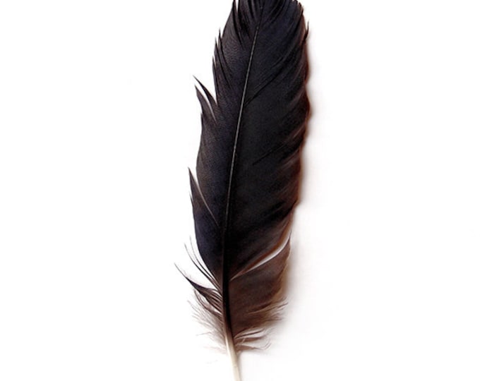 Crow Feather Feather Print Fine Art Nature Photography Crow - Etsy