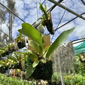 May include: A hanging staghorn fern with large, green, antler-like fronds. The fern is mounted on a wooden plaque with a moss base. Other ferns are visible in the background, creating a lush, green environment. The sky is visible through the greenhouse roof.