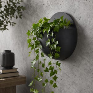 May include: A black, semi-circular wall planter filled with green ivy. The planter is mounted on a gray concrete wall. The ivy spills over the edge, creating a cascading effect. A decorative vase and books are visible in the background.