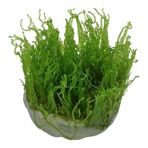 Taiwan Moss - Live Aquarium Plants