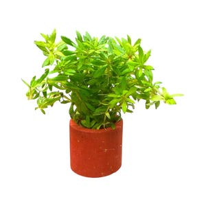 May include: A vibrant green aquatic plant with slender, pointed leaves growing densely in a cylindrical, matte-textured terracotta-colored pot. The plant features multiple stems branching outward, creating a full, rounded shape above the container.