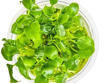 Bucephalandra Hellfire - Live Aquarium Plant - Etsy