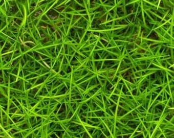 Mini Dwarf Hairgrass (Parvulus) Live Aquarium Plants