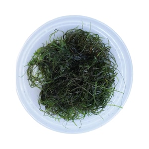 Java Moss - Live Aquarium Plants