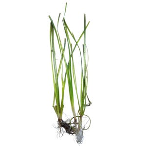 May include: A close-up of a plant with long, thin, green leaves and a brown root system. The leaves are a vibrant green color, with some showing slight variations in shade. The roots are a dark brown, with fine, white rootlets extending outwards.