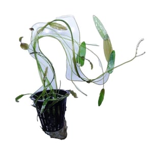 Aponogeton Natans - Live Aquarium Plants