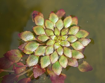 May include: A floating aquatic plant with a rosette of diamond-shaped leaves arranged in a circular pattern. The leaves feature a gradient of colors, transitioning from a vibrant green in the center to deep reddish-purple tones at the edges.