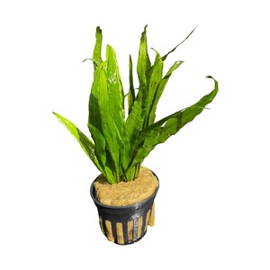 Java Fern Narrow Live Aquarium Plants