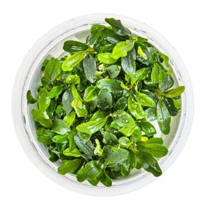 Bucephalandra sp. 'Needle Leaf' Live Aquarium Plants
