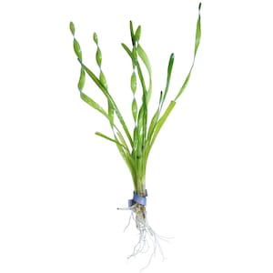 May include: A live aquatic plant with long, slender, bright green leaves that feature a distinct spiral or corkscrew pattern. The base of the plant is secured with a light blue plastic band, and a cluster of thin, white, fibrous roots extends downward.