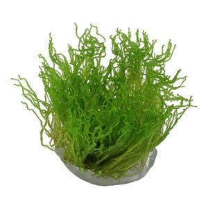 Flame Moss Live Aquarium Plants