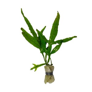 Trident Java Fern - Live Aquarium Plants