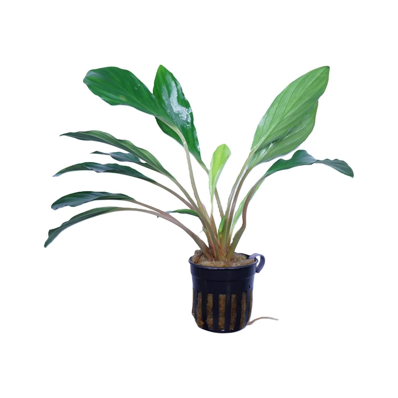 Homalomena Sp - Etsy