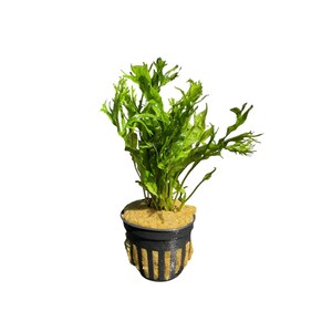 Java Fern Windelov - Live Aquarium Plants