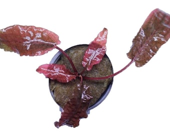 Cryptocoryne Wendtii Flamingo Live Aquarium Plants
