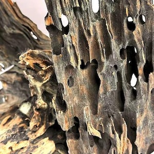 May include: A piece of weathered driftwood featuring a dark brown and grey textured surface with numerous natural holes and hollows throughout the wood structure. The organic form displays deep grooves and intricate patterns across the surface.