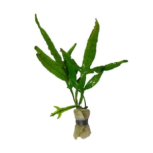 May include: A green aquatic fern plant with elongated, lobed leaves extending upwards. The base of the plant is secured with a light-colored, fibrous material wrapped in a dark gray metal band, keeping the stems bundled together for planting.