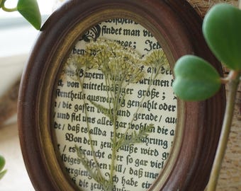 Gepresste Wildblumen im Vintage Bilderrahmen | Schafgarbe