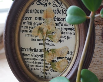Gepresste Wildblumen im Vintage Bilderrahmen | Wicke
