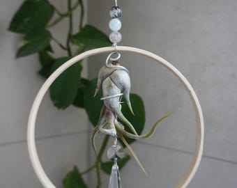 Sonnenfänger mit Luftpflanze Tillandsie & gefärbten Achat Suncatcher "Galadriel"