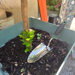 Op de afbeelding: Een vierkante, lichtblauwe plantenbak gevuld met donkere aarde, met een kleine boomstam met felgroene bladeren aan de basis. Een roestvrijstalen handschepje met een zwart en groen rubberen handvat ligt bovenop de aarde.