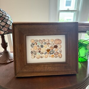 May include: A framed artwork featuring a collection of seashells and sea glass. The rectangular frame is made of dark brown wood. The shells are various shapes, sizes, and colors, including white, brown, and blue. The artwork is displayed on a dark brown table.
