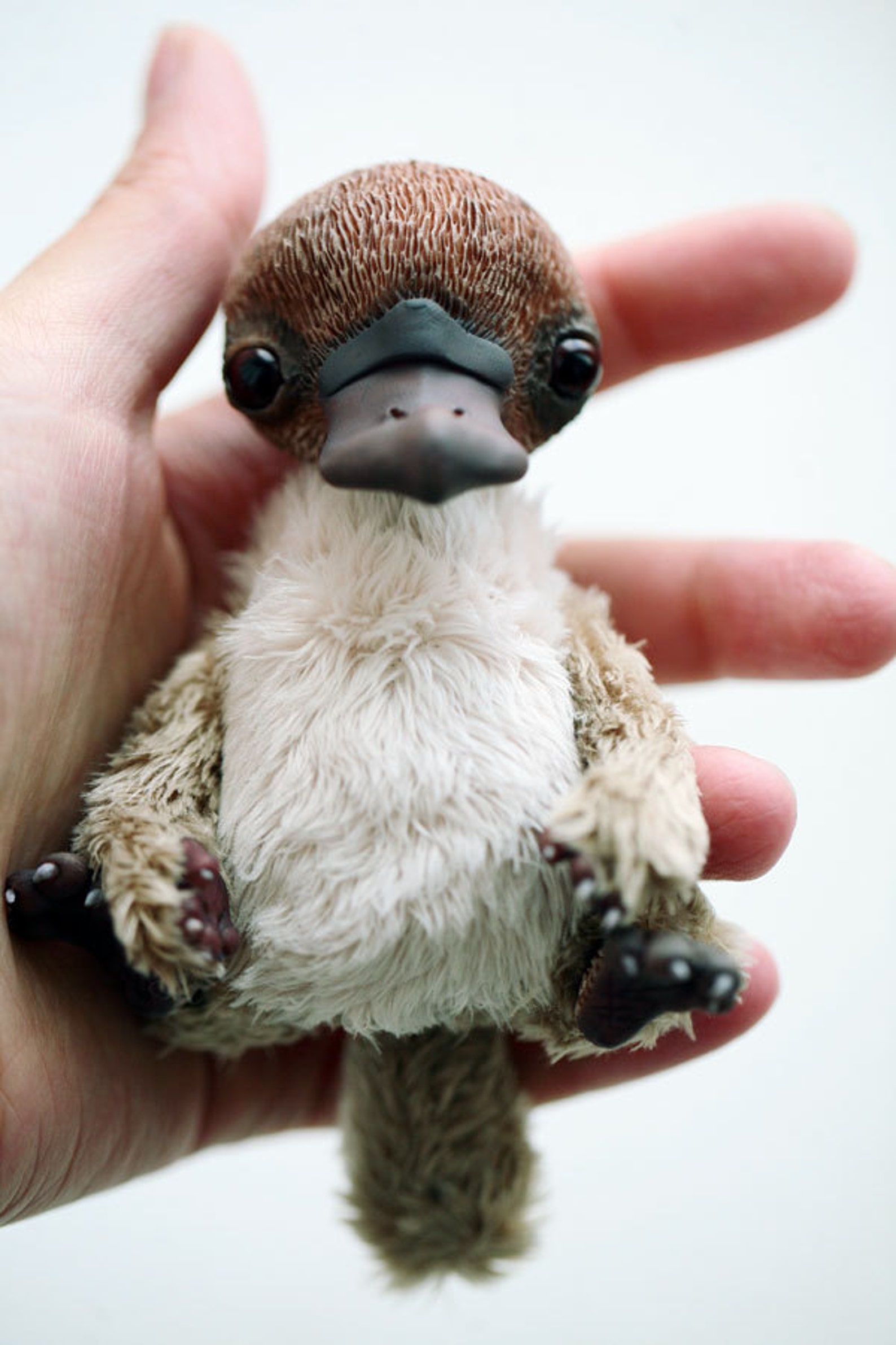 picture of a platypus picture of a platypus