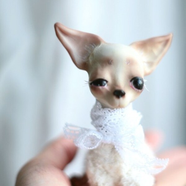 Chihuahua