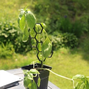 May include: A black plastic plant trellis with a geometric honeycomb pattern supporting a green basil plant in a square black plastic pot. The trellis features interconnected hexagonal shapes that provide vertical structure for the plant stems.