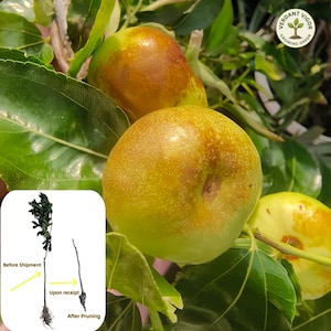 May include: Close-up of jujube fruits on a branch with green leaves. The fruits are a mix of yellow and brown, with a smooth texture. A diagram shows the plant before and after pruning. The logo "Verdant Vigor Growing Green" is in the upper right corner.