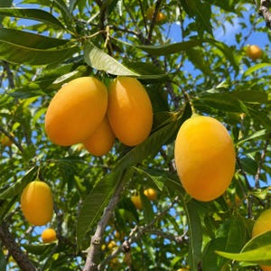 May include: A cluster of bright yellow, oval-shaped Marian plum fruits hanging from a tree branch. The smooth-skinned fruits are surrounded by vibrant green, elongated leaves against a clear blue sky, showcasing the natural growth of the fruit.