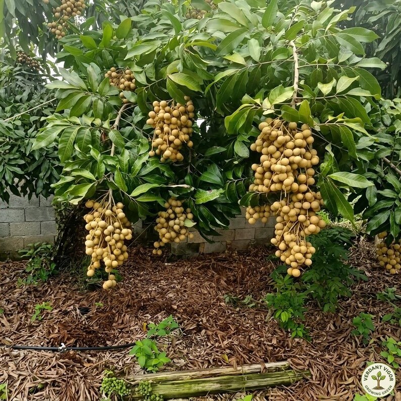 Longan Tree Roots Live Longan Tree Sapling | Exotic Sweet Tropical Fruit Plant (bare-root ...