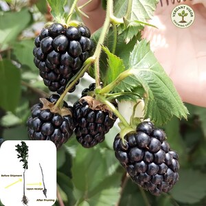 May include: Three ripe, dark purple blackberries hang from a green stem with serrated leaves. A small inset graphic shows a plant labeled Before Shipment, Upon receipt, and After Pruning. A logo in the corner reads Verdant Vigor Growing Green.