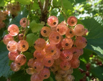 Pink Champagne Currant Plant | Sweet Edible Berry Bush, Cold Hardy Sapling