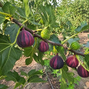 May include: A fig tree branch with several ripening fruits in varying stages of maturity. The figs display deep purple and dark red skin with some green stripes, while others remain small and light green. Large, lobed green leaves surround the fruit.