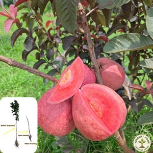 May include: A close-up of a guava tree with ripe, pink guavas. One guava is sliced open, revealing the vibrant pink flesh. The leaves are a mix of green and reddish-purple. A small diagram shows the plant before and after pruning.