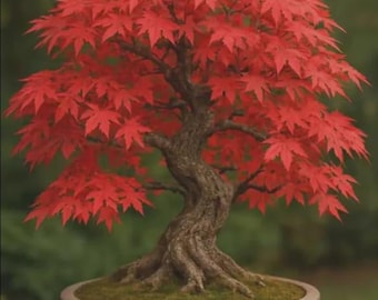 Japanese Red Maple Bonsai Live Plant | Rare Acer Palmatum Indoor Outdoor Ornamental Tree