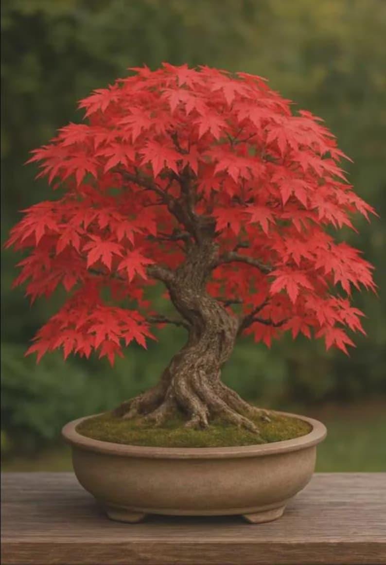 Japanese Maple Bonsai - Etsy Canada