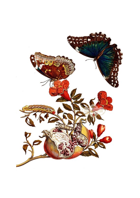 Insectos Gran Imagen Para Imprimir Hoja De Digital Hogar Etsy