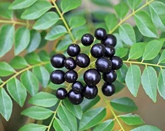 Curry Leaf Seeds Easy to Grow 119 Pcs Home Garden Flower Plant Seeds